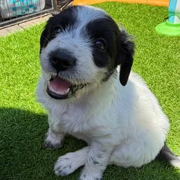 Matcha - White and black female Xoloitzcuintli puppy in Manitowoc, Wisconsin from Wonderland Kennel