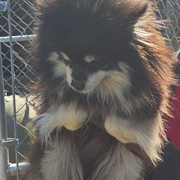 Mia - Pomeranian