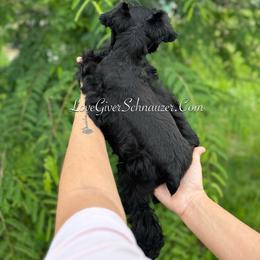 Miniature Schnauzer Puppies from Love Giver Schnauzers