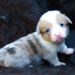 Sausage - Sable male Pembroke Welsh Corgi puppy in Star City, Arkansas from Say When Corgi Co.