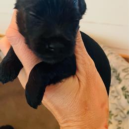 Black 2 - Black male Miniature Schnauzer puppy in Malvern, Arkansas from Deep South Miniature Schnauzers