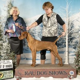 Vizsla All Grown Up from Paradox