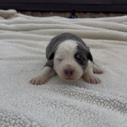 Manny - Blue male Border Collie puppy in Chattanooga, Tennessee from Ross Vegas Kennels