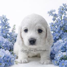 Dachshund Puppies from RRD