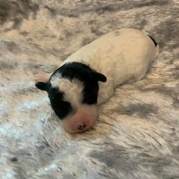 Slate - Parti male Poodle puppy in Haddam, Kansas from Golden B Acres