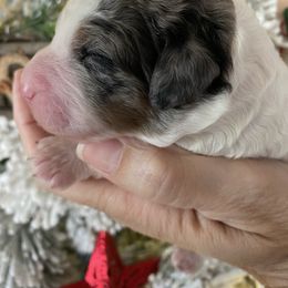 Yellow collar - Merle male Bernedoodle puppy in Millsap, Texas from Gaston’s Posh Poodles and Doodles