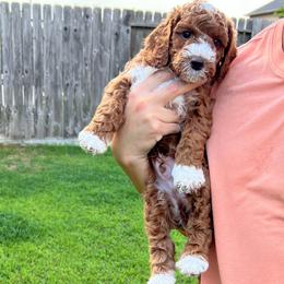 Pepper - Red  male Goldendoodle puppy in Richmond, Texas from Harper’s Heartbeats