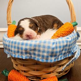Poppy - Phantom female Bernedoodle puppy in Russell Springs, Kentucky from 270 Doodles