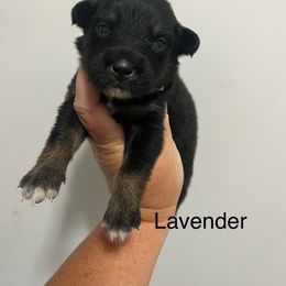 Lavender - Black tri-color female Australian Shepherd puppy in Jesup, Georgia from Painted Platinum Kennel Golden Retrievers & Australian Shepherds