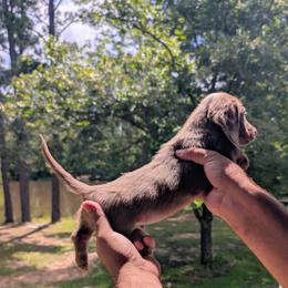Dachshund Puppies from Wilson's Kennels
