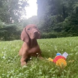 Bart - Golden rust male Vizsla puppy in Bloomington, Indiana from Envizion