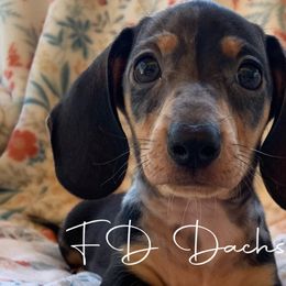 Dachshunds from FD Dachshunds