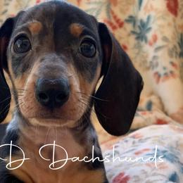Dachshunds from FD Dachshunds
