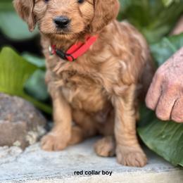 Red collar boy - Red  male Goldendoodle puppy in Fairfield, California from Twin Sisters Doodles