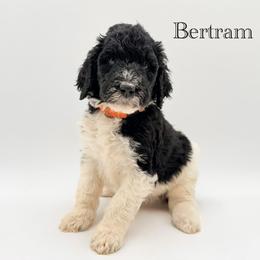 Bertram - Parti male Goldendoodle puppy in Milford, Pennsylvania from Doodles Are Golden