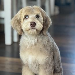 Hendrix - Goldendoodle