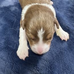 Hartzland aussies - Red tri-color male Australian Shepherd puppy in Wrightstown, New Jersey from Hartzland Farm Australian Shepherds