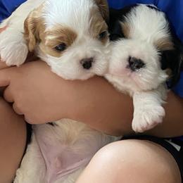 Cavalier King Charles Spaniel Puppies from Fairwyn Farm Cavalier King Charles Spaniels