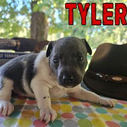 Tyler - White and blue male Rat Terrier puppy in Lynn, Alabama from Cryptic Rat Terriers