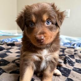 Ariel - Red tri-color female Australian Shepherd puppy in East Hartford, Connecticut from CT Aussies