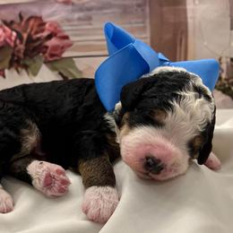Linus Blue Boy - Tri-color male Bernedoodle puppy in The Woodlands, Texas from Gracie's Goldendoodles and Bernedoodles