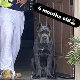 Cane Corso Puppies from Royal Class Kennels