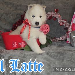 Lil' Latte - Tri-color Pomsky puppy in Spring Hill, Florida from Whitmore Wolfpack LLC