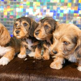American Corgi, Dachshund, and Pembroke Welsh Corgi Puppies from Shining A Lowriders & Co.