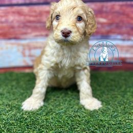 Caramel boy - Caramel red male Australian Labradoodle puppy in Waxahachie, Texas from Dallas Labradoodles