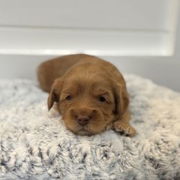 Waffles - Caramel male Australian Labradoodle puppy in Fremont, New Hampshire from Birchwood Labradoodles