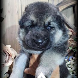 Banner - Black and silver male German Shepherd puppy in Sequim, Washington from German Shepherd Haus