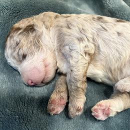 Charming - Red merle male Aussiedoodle puppy in Mountain Home, Arkansas from White River Doodles