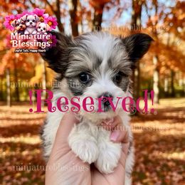 RESERVED - Black tan and white female Biewer Terrier puppy in Asheville, North Carolina from Miniature Blessings