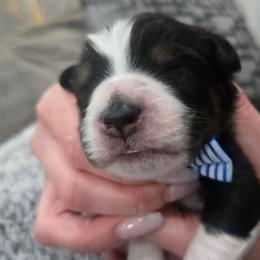 Boy 1 tail - Black tri male Miniature American Shepherd puppy in Santa Rosa, California from BennettValleyAussies