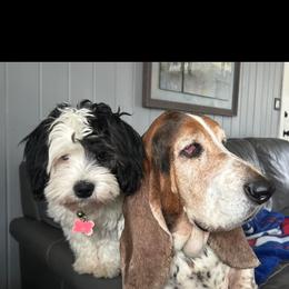 Lhasa Apso Puppies from Cynthia's Lhasa Apsos