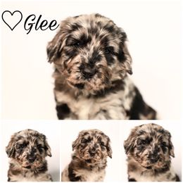 Double Doodle, Goldendoodle, and Sheepadoodle Puppies from Shaw Spring's Canines