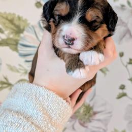 Dasher - Sable male Bernedoodle puppy in Beaumont, Texas from Joy's Dood Ranch