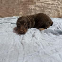 Trooper - Chocolate and tan male Dachshund puppy in Lyles, Tennessee from Knox Ridge Dachshunds