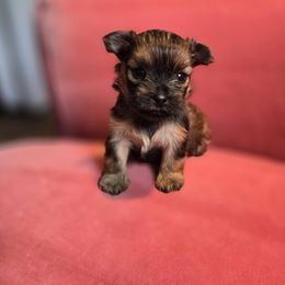Minka - Parti female Yorkshire Terrier puppy in Slate Hill, New York from Wendy's AKC Teacup and Micro Darlings Hudson Valley