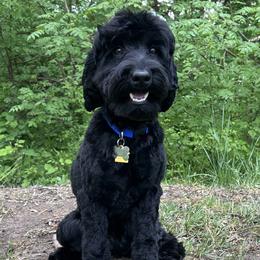 Camper - Australian Labradoodle