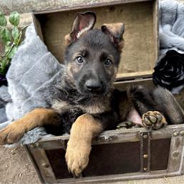 Khal Drogo - Sable male German Shepherd puppy in Chino, California from BlueStone K9