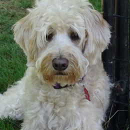 Callie - Australian Labradoodle