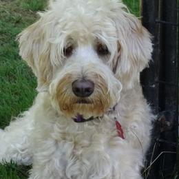 Callie - Australian Labradoodle
