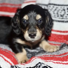 Dachshund and Golden Retriever Puppies from Mount Calm Golden Retrievers