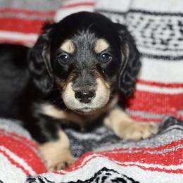 Dachshund and Golden Retriever Puppies from Mount Calm Golden Retrievers