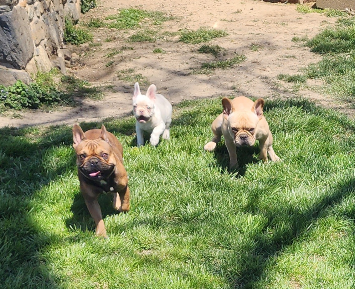 French Bulldogs from Stoney Point Frenchies