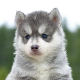 Nimbus - Blue male Pomsky puppy in Moultonborough, New Hampshire from Foxfire Arctic Spitz