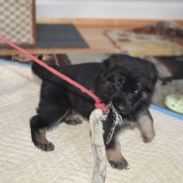German Shepherd Puppies from Lindenhill GSD