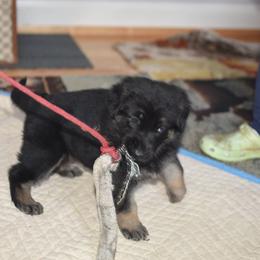 German Shepherd Puppies from Lindenhill GSD