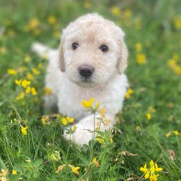 Lily - Cream female Labradoodle puppy in Toledo, Washington from Bigfoot Doodles